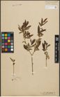 Foto von Salix purpurea L.